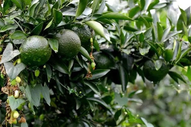 1527217449406247.jpg 小青柑.jpg