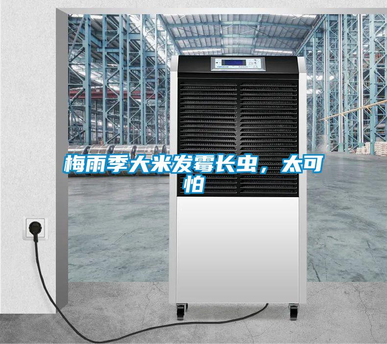 梅雨季大米發(fā)霉長蟲,太可怕