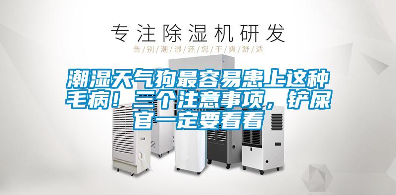 潮濕天氣狗最容易患上這種毛病!三個注意事項,鏟屎官一定要看看