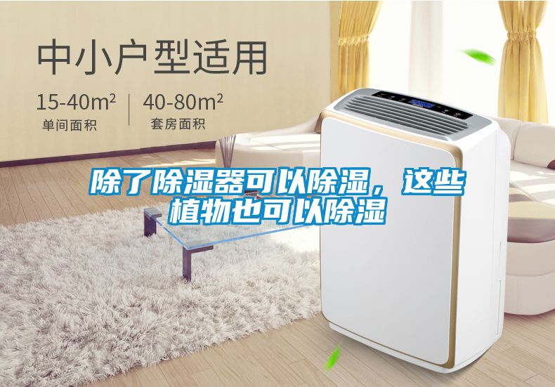 除了除濕器可以除濕,這些植物也可以除濕