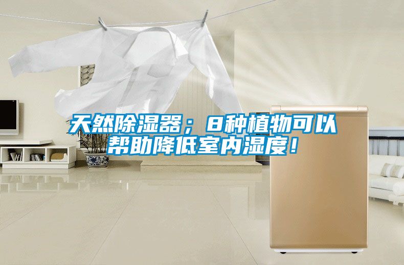 天然除濕器；8種植物可以幫助降低室內濕度！